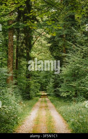 Large vue panoramique d'une route de gravier tranquille traversant une forêt dense et luxuriante avec de grands arbres formant une canopée naturelle au-dessus, paisible Banque D'Images