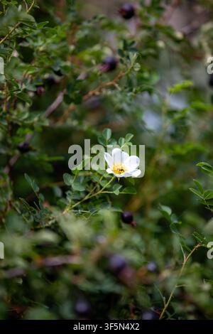 Une seule fleur blanche d'une rose sanguine en fleurs sur un buisson avec des cynorhodons noirs foncés et un petit insecte à l'intérieur. Banque D'Images