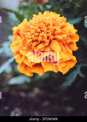 Une fleur Marigold 'French Orange' en pleine floraison Banque D'Images