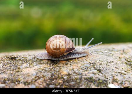 Escargot romain, Helix pomatia, rampant le long d’un rebord de pierre devant un paysage vert flou Banque D'Images