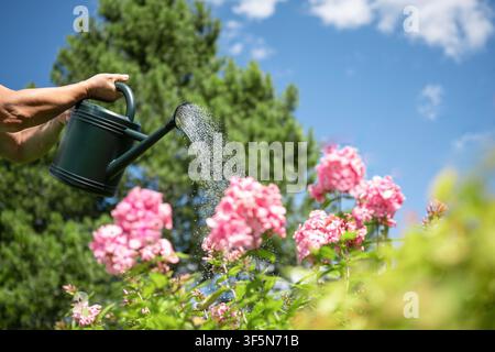 Arrosoir vert posé sur de l'herbe fraîche dans un magnifique jardin arrière avec des plantes luxuriantes et espace de copie. Équipement de jardinage pour l'aménagement paysager domestique et Banque D'Images