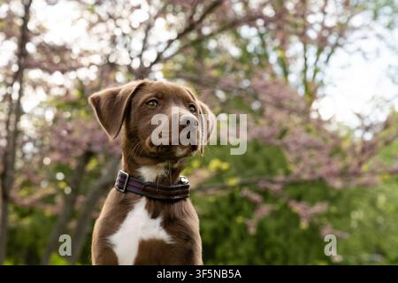 Jeune Labrador retriever mix en alerte lors d'une promenade à l'extérieur Banque D'Images