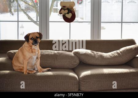 Chien croisé Puggle assis sur un canapé en hiver Banque D'Images