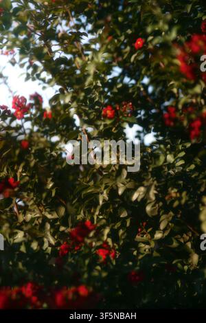 Vue basse rêveuse sur des fleurs rouges Banque D'Images
