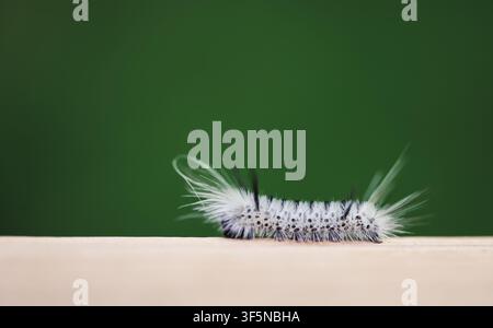 Chenille du lépidoptère Tussock blanc et duveteux rampant Banque D'Images