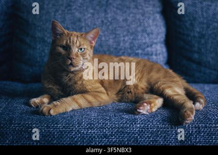Portrait sombre d'un chat roux allongé sur un canapé et regardant l'appareil photo. Image horizontale avec mise au point sélective. Banque D'Images