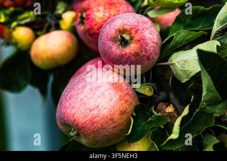 Fruits mûrs suspendus parmi des feuilles vertes denses sur un pommier dans un verger Banque D'Images