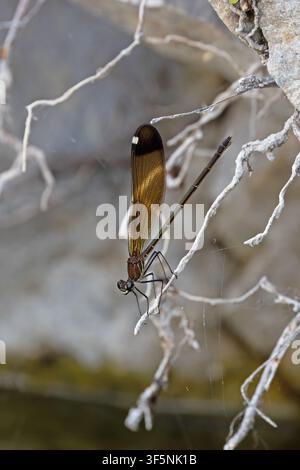 Démoiselle cuivrée (Calopteryx haemorrhoidalis) femelle Sardaigne juillet 2026 Banque D'Images