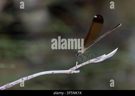 Démoiselle cuivrée (Calopteryx haemorrhoidalis) femelle Sardaigne juillet 2026 Banque D'Images