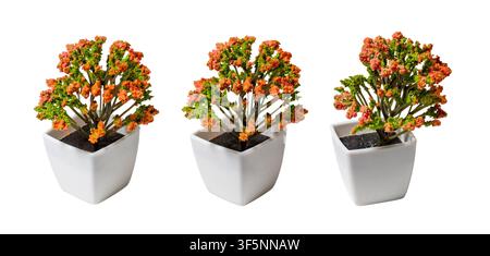 Plusieurs plantes miniatures artificielles affichant un feuillage vert vif et des fleurs orange, isolées sur blanc Banque D'Images