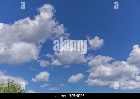 Un plan horizontal large d'un ciel bleu vif d'été rempli de nombreuses nuages blancs duveteux, capturant les cimes des arbres le long du tout bord inférieur Banque D'Images