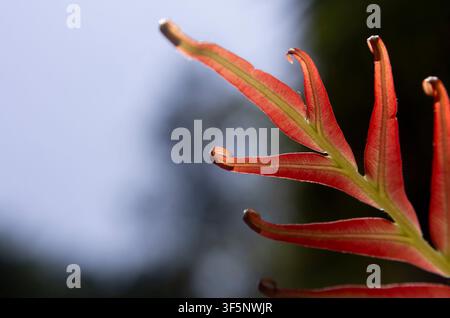 Photographie macro d'une jeune fronde de fougère Blechnum orientale rougeâtre, éclairée en contre-jour par une lumière vive du jour avec une faible profondeur de champ. Banque D'Images