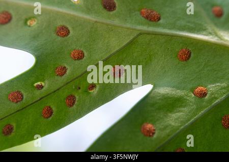 Photographie macro haute résolution montrant plusieurs motifs de sori ronds sur la surface vert vif d'une feuille de Microsorum punctatum Banque D'Images
