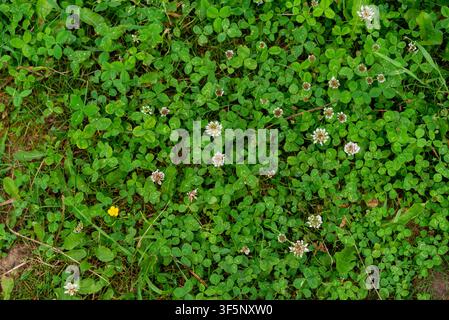 Une touffe dense de feuilles de trèfle vert recouvre le sol, parsemée de petites fleurs de trèfle blanc et d'une seule minuscule fleur jaune. La verdure vibrante Banque D'Images