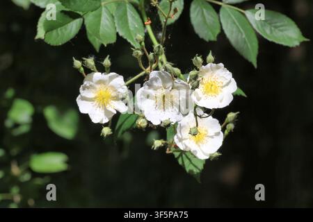 Rose 'Seagull'. Gros plan de fleurs de rose grimpantes blanches en été. Banque D'Images