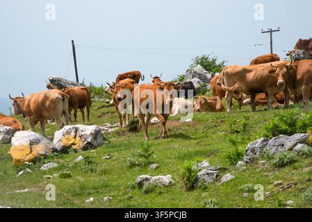 Theodoriana, Arta, Grèce - Juin - 09 - 2024 - Troupeau de vaches debout sur la colline montagneuse verte. Banque D'Images