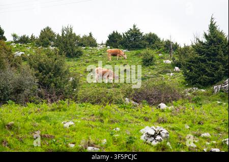 Deux vaches paissant dans la nature. Banque D'Images