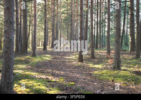 Chemin étroit à travers une forêt d'été avec des rangées de pins, sentier dans les bois avec de la mousse verte Banque D'Images