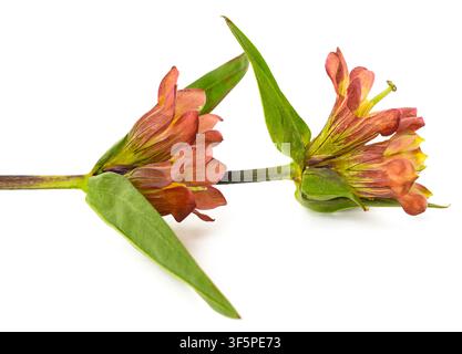 Fleur de Gentiana purpurea isolée sur fond blanc. Spécimen botanique aux couleurs vives, idéal pour l'identification des plantes, les supports pédagogiques, Banque D'Images