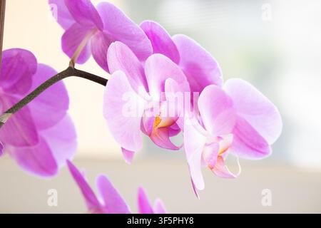 Gros plan de fleurs d'orchidée Phalaenopsis roses et violettes éclatantes, fleurant dans des détails délicats sur un fond neutre chaud Banque D'Images