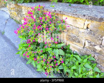 Mirabilis jalapa à fleurs roses, merveille du Pérou ou fleur de quatre heures, poussant le long d'un mur de briques Banque D'Images