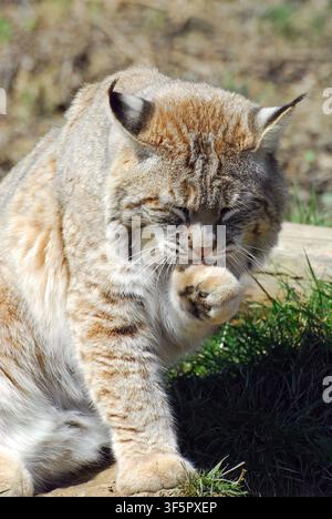 Lynx roux, lynx rouge, Rotluchs, Lynx roux, Lynx rufus, vörös hiúz Banque D'Images