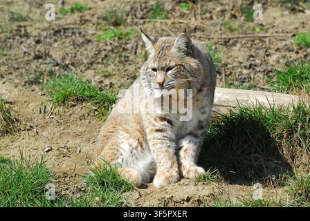 Lynx roux, lynx rouge, Rotluchs, Lynx roux, Lynx rufus, vörös hiúz Banque D'Images