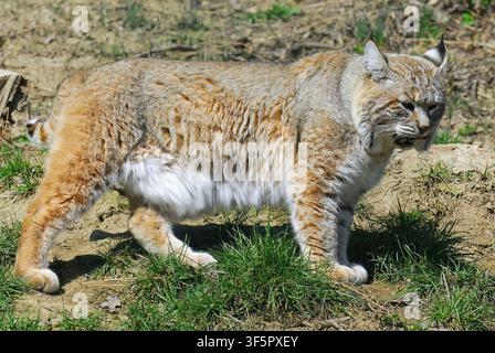 Lynx roux, lynx rouge, Rotluchs, Lynx roux, Lynx rufus, vörös hiúz Banque D'Images