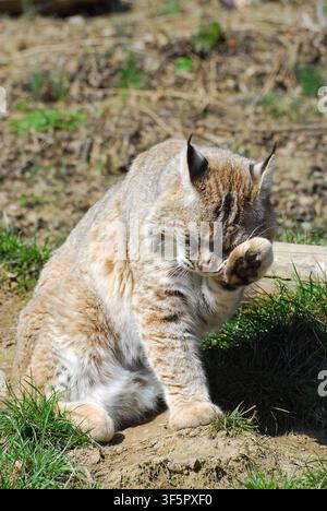 Lynx roux, lynx rouge, Rotluchs, Lynx roux, Lynx rufus, vörös hiúz Banque D'Images