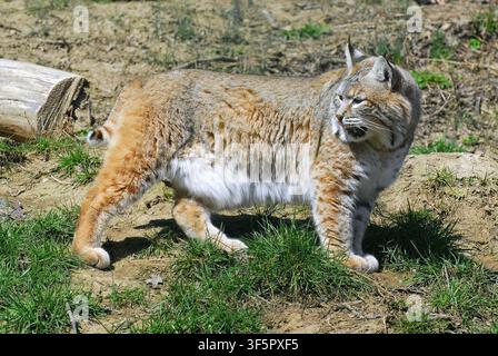 Lynx roux, lynx rouge, Rotluchs, Lynx roux, Lynx rufus, vörös hiúz Banque D'Images