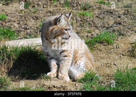 Lynx roux, lynx rouge, Rotluchs, Lynx roux, Lynx rufus, vörös hiúz Banque D'Images