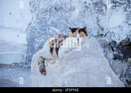 Chat calico reposant avec les yeux à moitié fermés sur un rocher de calcaire érodé à côté d'un mur en pierre blanchâtre en Grèce Banque D'Images