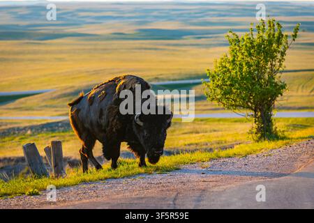 Grand bison sauvage traversant la route au parc national des Badlands, dans le Dakota du Sud, lors d'un coucher de soleil doré Banque D'Images