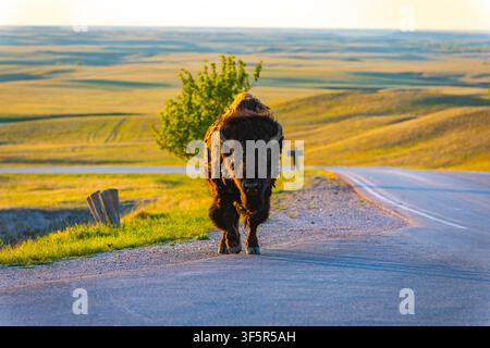 Grand bison sauvage traversant la route au parc national des Badlands, dans le Dakota du Sud, lors d'un coucher de soleil doré Banque D'Images
