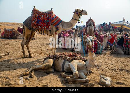 Vue de chameaux avec des selles colorées reposant sur le sable de la nécropole de Gizeh à Al Haram, gouvernorat de Gizeh, Égypte. Banque D'Images