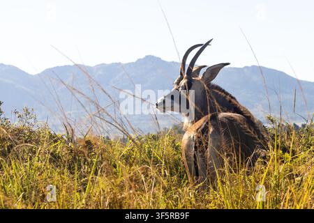 Antilope roane (Hippotragus equinus) regardant par-dessus son épaule dans les hautes herbes des prairies du sanctuaire de la faune de Mlilwane, Estwatini Banque D'Images