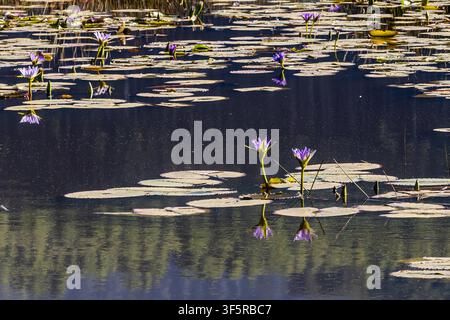 Vue tranquille des fleurs violettes d'un lys d'eau du Cap en floraison dans un vlei isolé du sanctuaire de la faune de Mlilwane, Estwatini. Banque D'Images