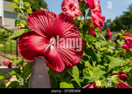 Fleur d'hibiscus rouge vif reposant sur une rambarde en métal dans une cour avant résidentielle, mettant en valeur des couleurs estivales éclatantes et des détails floraux délicats. Banque D'Images