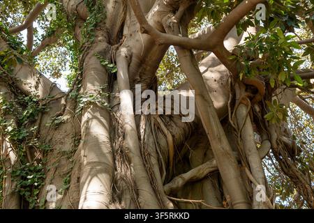 Structure complexe du tronc et racines aériennes d'un immense arbre Ficus macrophylla. Banque D'Images
