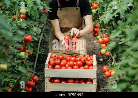 Un agriculteur cueille soigneusement des tomates mûres d'un buisson, les plaçant dans une caisse en bois, illustrant des pratiques agricoles durables dans une petite ferme écologique. Banque D'Images