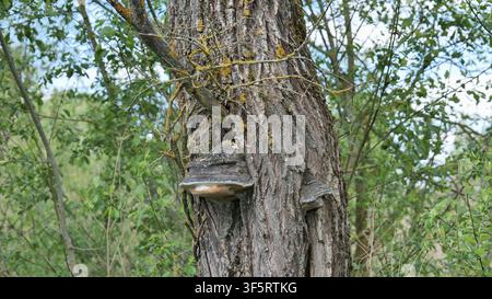Énorme champignon poussant sur un tronc d'arbre dans la forêt Banque D'Images