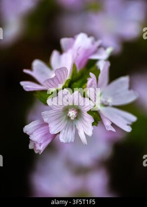 Mauve musquée, une plante vivace indigène en pleine floraison. Nord-Norfolk, Royaume-Uni Banque D'Images