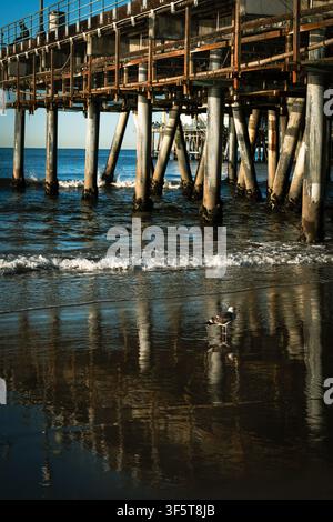 Pier en bois s'étendant sur l'océan Pacifique avec des colonnes de support incrustées de bernacles et des rampes en métal patinées. Une mouette (famille Laridae) se tient Banque D'Images
