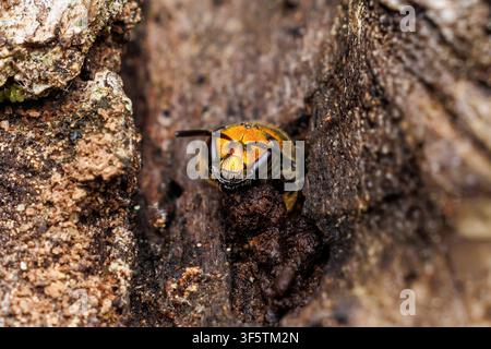 Une abeille à la sueur verte pure (Augochlora pura) émerge d'une cavité dans un arbre. Banque D'Images