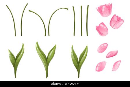 Illustration vectorielle des parties d'une fleur de tulipe Illustration de Vecteur