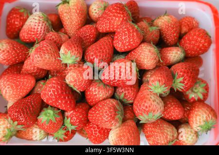 Une photographie en gros plan capturant un tas généreux de fraises rouges fraîches et vives avec des calices verts, soigneusement disposées dans un plateau en plastique blanc avec re Banque D'Images