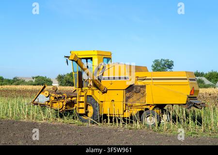 Moissonneur jaune récoltant des tournesols. Les machines agricoles récoltent les cultures Banque D'Images