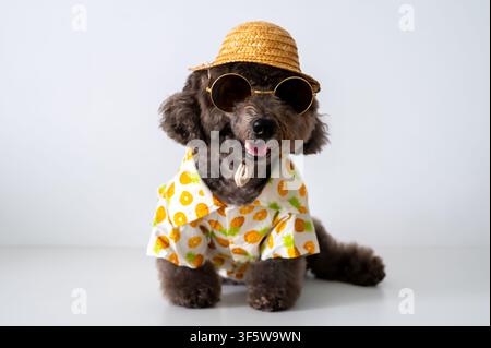 Un caniche gris élégant prêt pour un voyage estival dans une chemise ananas, un chapeau de paille et des lunettes de soleil. Banque D'Images