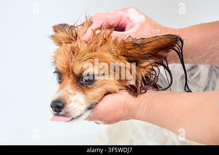 chien papillon mouillé en train de se baigner, chiot duveteux recouvert de savon shampoing, les mains du propriétaire lavent la petite tête de l’animal, chien propre avec la langue tirée dans la baignoire, profession Banque D'Images