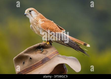 Faucon pèlerin perché sur le chapeau du manipulateur pendant le spectacle d’oiseaux de proie à O’Reilly’s Rainforest Retreat, Parc national de Lamington Banque D'Images